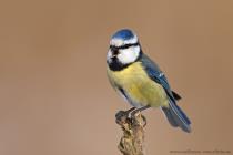 Blaumeise